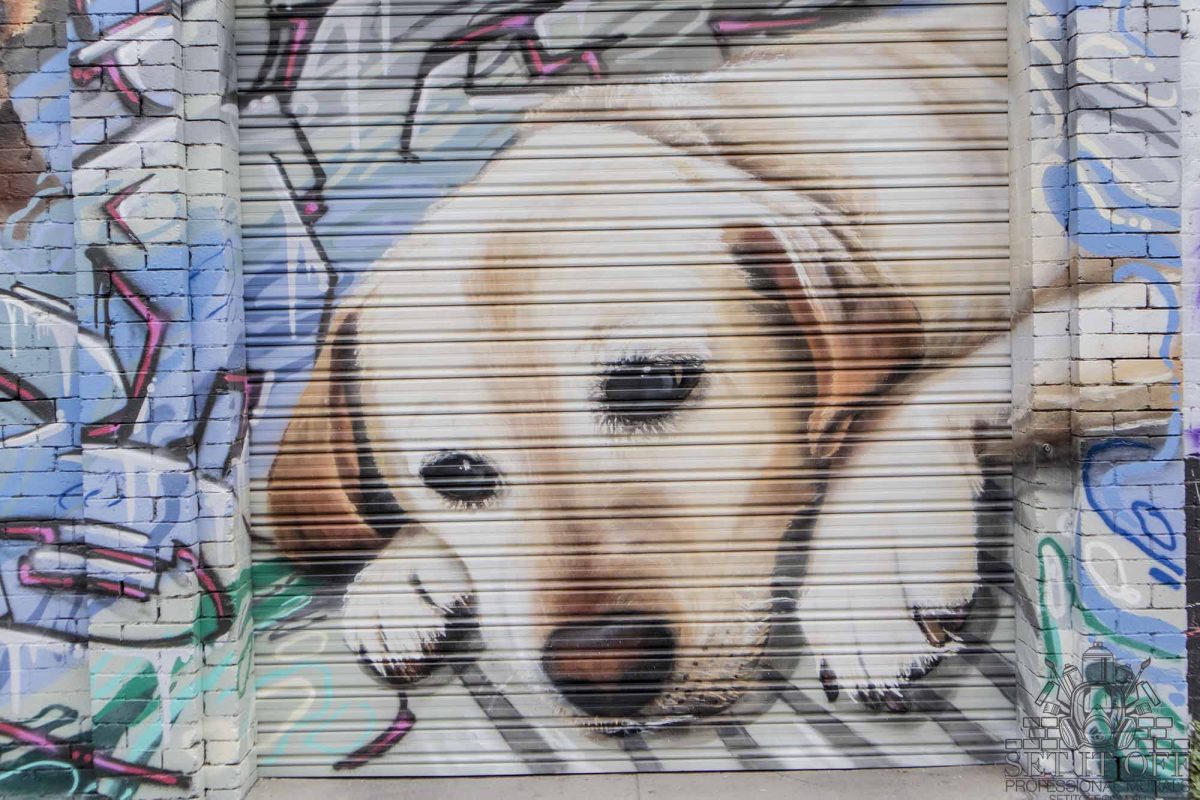 Dog Portrait Wall Art - Set It Off Graffiti Artist for hire